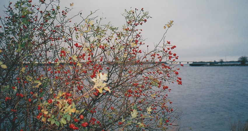 80 Hvidovre havn Lillian (2).jpg