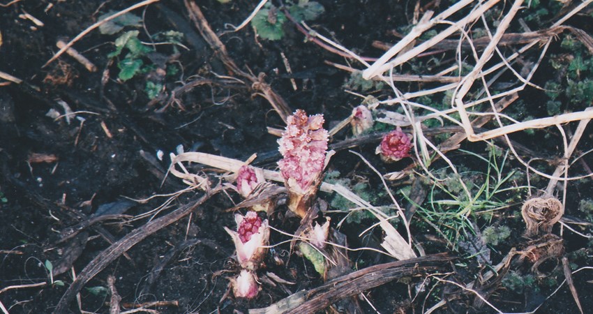 360 Ejby mose.jpg (1)